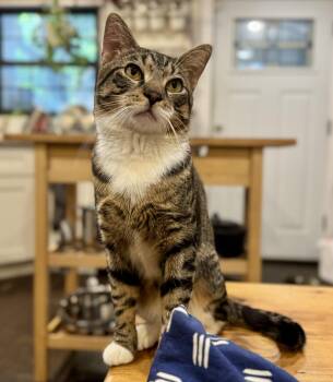 Domestic Short Hair Cats Available for Adoption - French Fry  | PetCurious