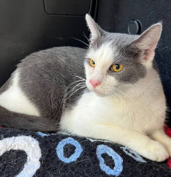 Rescue Tabby Cats for Adoption in Franklin, Tennessee - FEISTY FRED | PetCurious