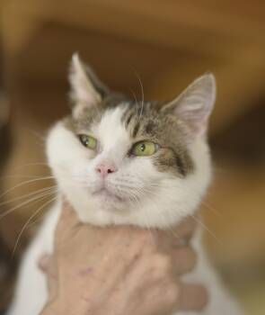 Rescue Domestic Short Hair Cats for Adoption in Mount Pleasant, Pennsylvania - Bo | PetCurious