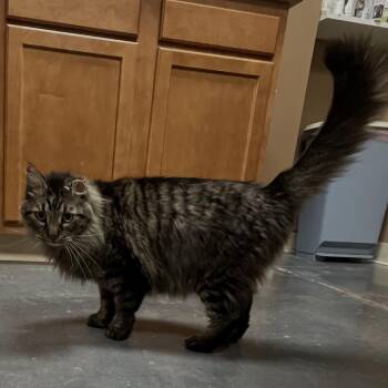 Domestic Long Hair and Tabby Cats Available for Adoption in Omaha, Nebraska - Levi | PetCurious