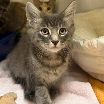 Kitten 3 of 5 -  Domestic Medium Hair Cat for Adoption in Sonoma, California - Kitten 3 Of 5 | PetCurious