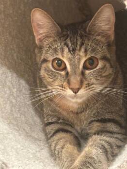 Domestic Short Hair Cats Available for Adoption - Daisy | PetCurious