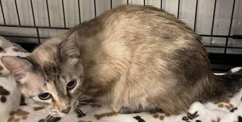 Aspen -  Siamese Cat for Adoption in Kalama, Washington - Aspen | PetCurious
