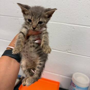 Steve Purrwin -  Domestic Short Hair Cat for Adoption in Evensville, Tennessee - Steve Purrwin | PetCurious