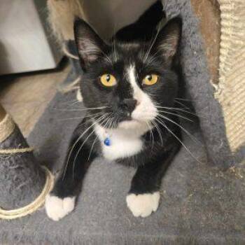 Rescue Domestic Short Hair Cats for Adoption in Anchorage, Alaska - Vader | PetCurious