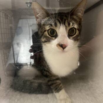 Ferris -  Domestic Short Hair Cat for Adoption in Cedar Rapids, Iowa - Ferris | PetCurious