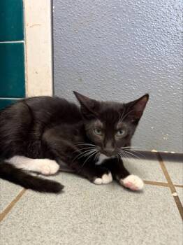 Artie -  Domestic Short Hair Cat for Adoption in Honolulu, Hawaii - Artie | PetCurious