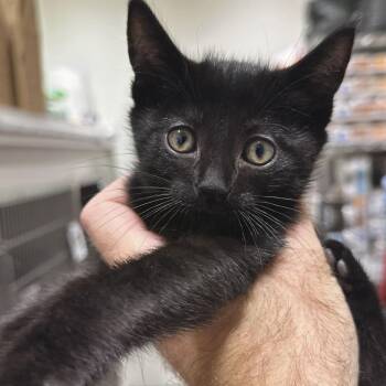 Poe -  Domestic Short Hair Cat for Adoption in Matteson, Illinois - Poe | PetCurious