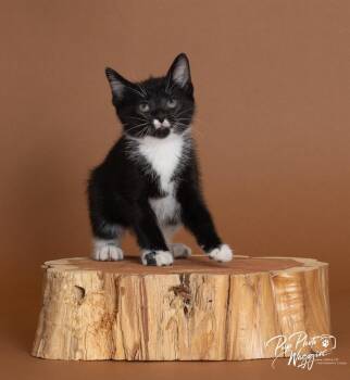 Jillian -  Domestic Short Hair Cat for Adoption in Valley Park, Oklahoma - Jillian | PetCurious