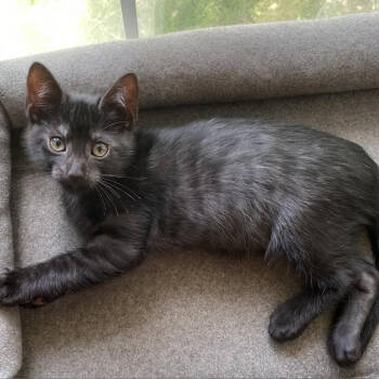 Rescue Domestic Short Hair Cats for Adoption in Austin, Texas - Ollie 5 | PetCurious