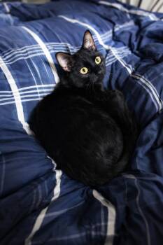 Domestic Short Hair Cats Available for Adoption in Pineville, Louisiana - Luigi | PetCurious