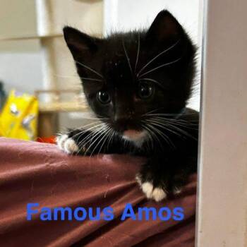American Shorthair Cats Available for Adoption in Paulina, Louisiana - Famous AMOS | PetCurious