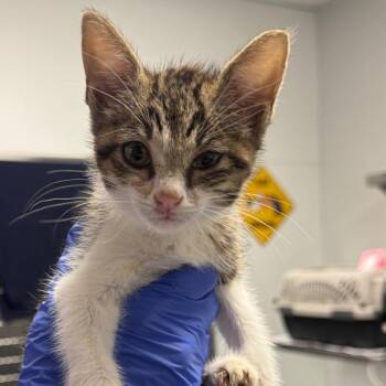 Avelot -  Domestic Short Hair Cat for Adoption in Greenville, South Carolina - Avelot | PetCurious