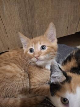 Archie S. -  Domestic Short Hair Cat for Adoption in West Peoria, Illinois - Archie S. | PetCurious