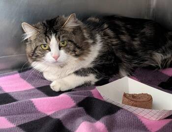 Domestic Long Hair and Tabby Cats Available for Adoption in Marietta, Ohio - Shug (Photos 4/21/2026)  | PetCurious