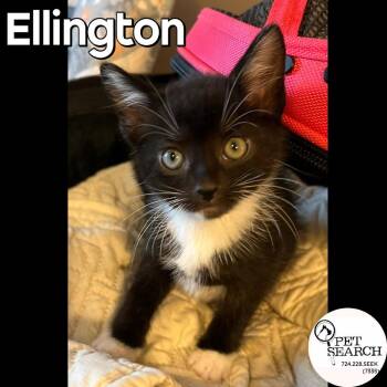 Ellington -  Domestic Short Hair Cat for Adoption in Washington, Pennsylvania - Ellington | PetCurious