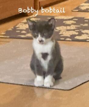 Bobby, the Bobtail -  American Bobtail Cat for Adoption in Mission Viejo, California - Bobby, The Bobtail | PetCurious