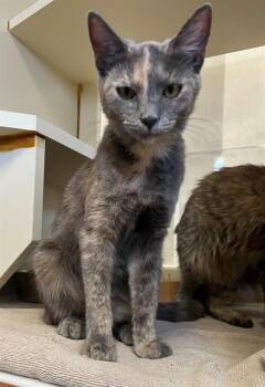 SASHA -  Domestic Short Hair Cat for Adoption in Thousand Palms, California - SASHA | PetCurious