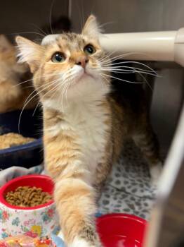 Little One (Hwy 11E) -  Domestic Long Hair Cat for Adoption in Johnson City, Tennessee - Little One (Hwy 11E) | PetCurious