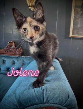 Domestic Short Hair Cats Available for Adoption in Avoca, Pennsylvania - Jolene | PetCurious