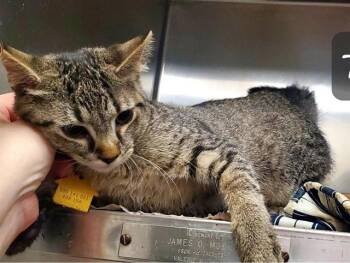 CARE BEAR -  Domestic Short Hair Cat for Adoption in St. Louis, Missouri - CARE BEAR | PetCurious
