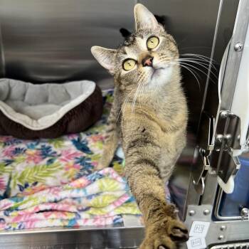 Domestic Short Hair Cats Available for Adoption - Shenzi | PetCurious