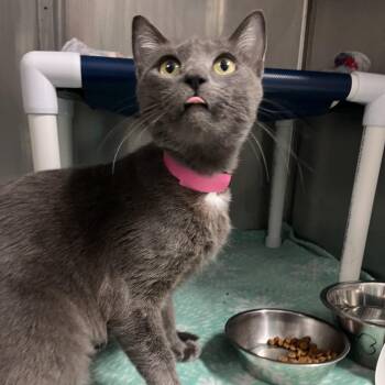Katya -  Domestic Short Hair Cat for Adoption in Lakeland, Florida - Katya | PetCurious