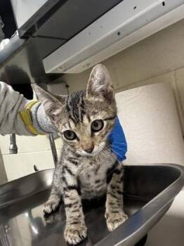 Pistachio -  Domestic Short Hair Cat for Adoption in Wichita, Kansas - Pistachio | PetCurious
