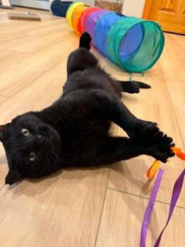 Calloway -  Domestic Short Hair Cat for Adoption in Anchorage, Alaska - Calloway | PetCurious