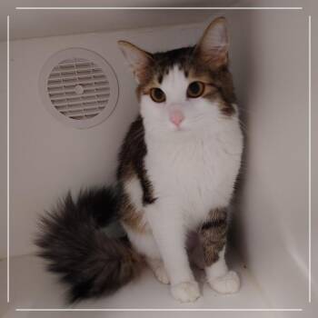 Bellacino -  Domestic Short Hair Cat for Adoption in Dearborn, Michigan - Bellacino | PetCurious