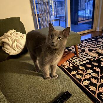 Rescue Domestic Short Hair Cats for Adoption in Evanston, Illinois - Lollipop | PetCurious