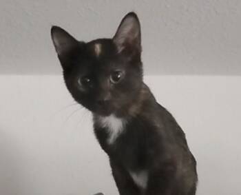 Rescue Domestic Short Hair Cats for Adoption in Olney, Illinois - Belle | PetCurious