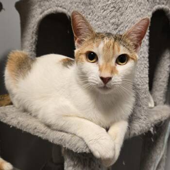 Froggy -  Calico and Tabby Cat for Adoption in UNIVERSITY PA, Maryland - Froggy | PetCurious