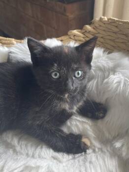 Lexington -  Domestic Short Hair Cat for Adoption in Virginia Beach, Virginia - Lexington | PetCurious