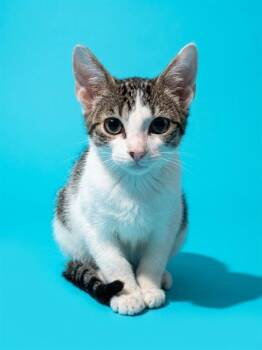 THIN MINT -  Domestic Long Hair Cat for Adoption in Jacksonville, Florida - THIN MINT | PetCurious