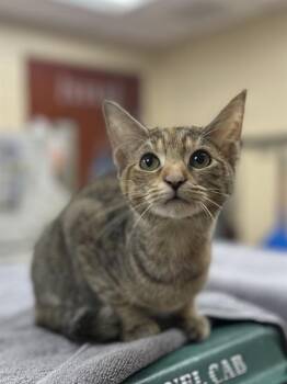 HOLLY -  Domestic Short Hair Cat for Adoption in Aliquippa, Pennsylvania - HOLLY | PetCurious