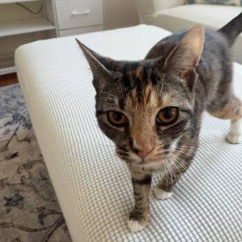 Everything Nice -  Calico and Tabby Cat for Adoption in Columbia, South Carolina - Everything Nice | PetCurious