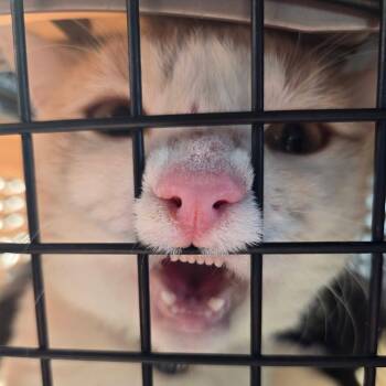 Lector -  Domestic Short Hair Cat for Adoption in Pauls Valley, Oklahoma - Lector | PetCurious