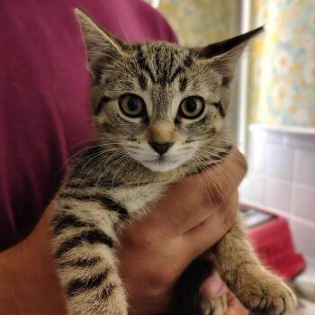 Drew -  Domestic Short Hair Cat for Adoption in Titusville, Florida - Drew | PetCurious