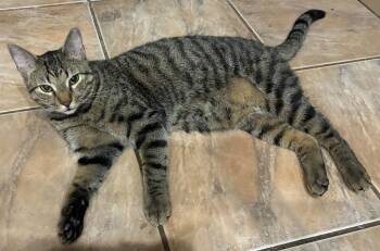 Domestic Short Hair Cats Available for Adoption - JJ | PetCurious