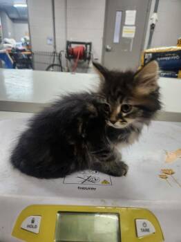 TESSA -  Domestic Medium Hair and Tabby Cat Available for Adoption in Lexington, Tennessee - TESSA | PetCurious