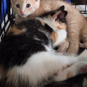 Rescue Domestic Medium Hair Cats for Adoption in Mondovi, Wisconsin - Aria | PetCurious