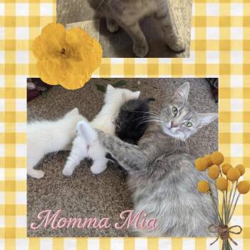 Momma Mia -  Domestic Short Hair Cat for Adoption in Orangevale, California - Momma Mia | PetCurious