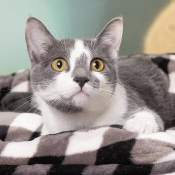 Baby -  Domestic Short Hair Cat for Adoption in Franklin, Tennessee - Baby | PetCurious
