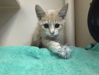Orlando -  Domestic Short Hair Cat for Adoption in Fairfax, Virginia - Orlando | PetCurious