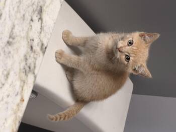Clover -  Domestic Short Hair Cat for Adoption in Louisville, Kentucky - Clover | PetCurious