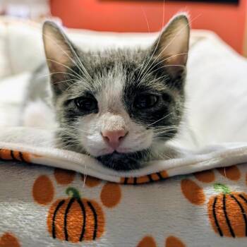 Leonard -  Domestic Short Hair Cat for Adoption in Madison, Wisconsin - Leonard | PetCurious