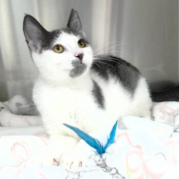 Mini Moo -  Domestic Medium Hair Cat for Adoption in Michigan City, Indiana - Mini Moo | PetCurious