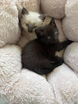 Grogu & Toro—bonded kitten siblings -  Siamese and Domestic Short Hair Cat for Adoption in Los Altos, California - Grogu & Toro—bonded Kitten Siblings | PetCurious