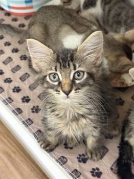 MISSY HOMER -  Domestic Medium Hair Cat for Adoption in Sugar Land, Texas - MISSY HOMER | PetCurious